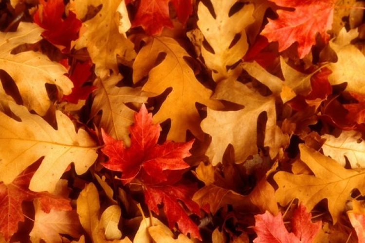 Herfstvakantie